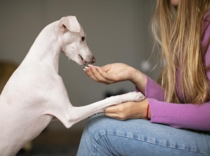 Why Organic Pet Care Matters for Your Pet's Wellbeing